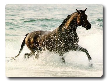 foto of a horse in the sea